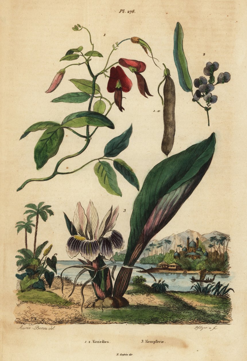Dusky korallfej, Kennedia rubicunda 1, hamis sarsaparilla, Hardenbergia violacea 2 és blackhorm alkotó: Unbekannt