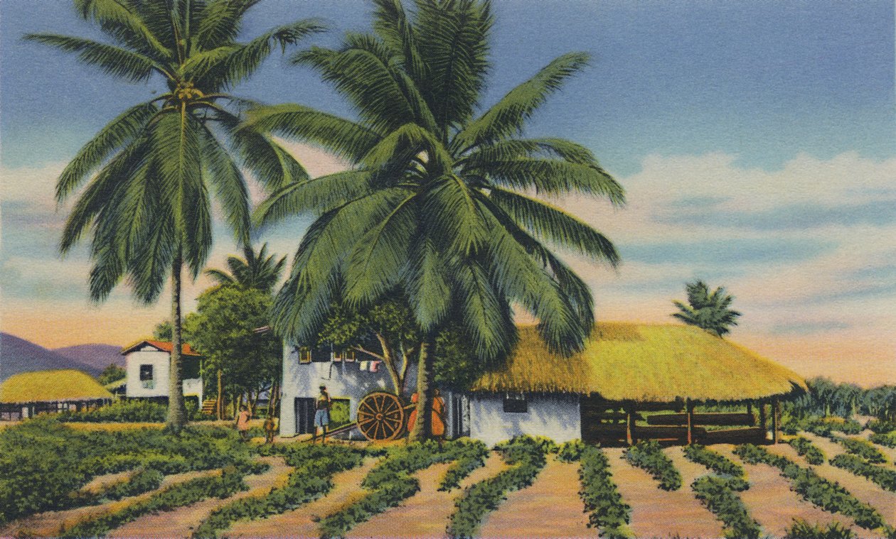 East Indian Huts, Trinidad, B.W.I., 1940-es évek. alkotó: Unbekannt