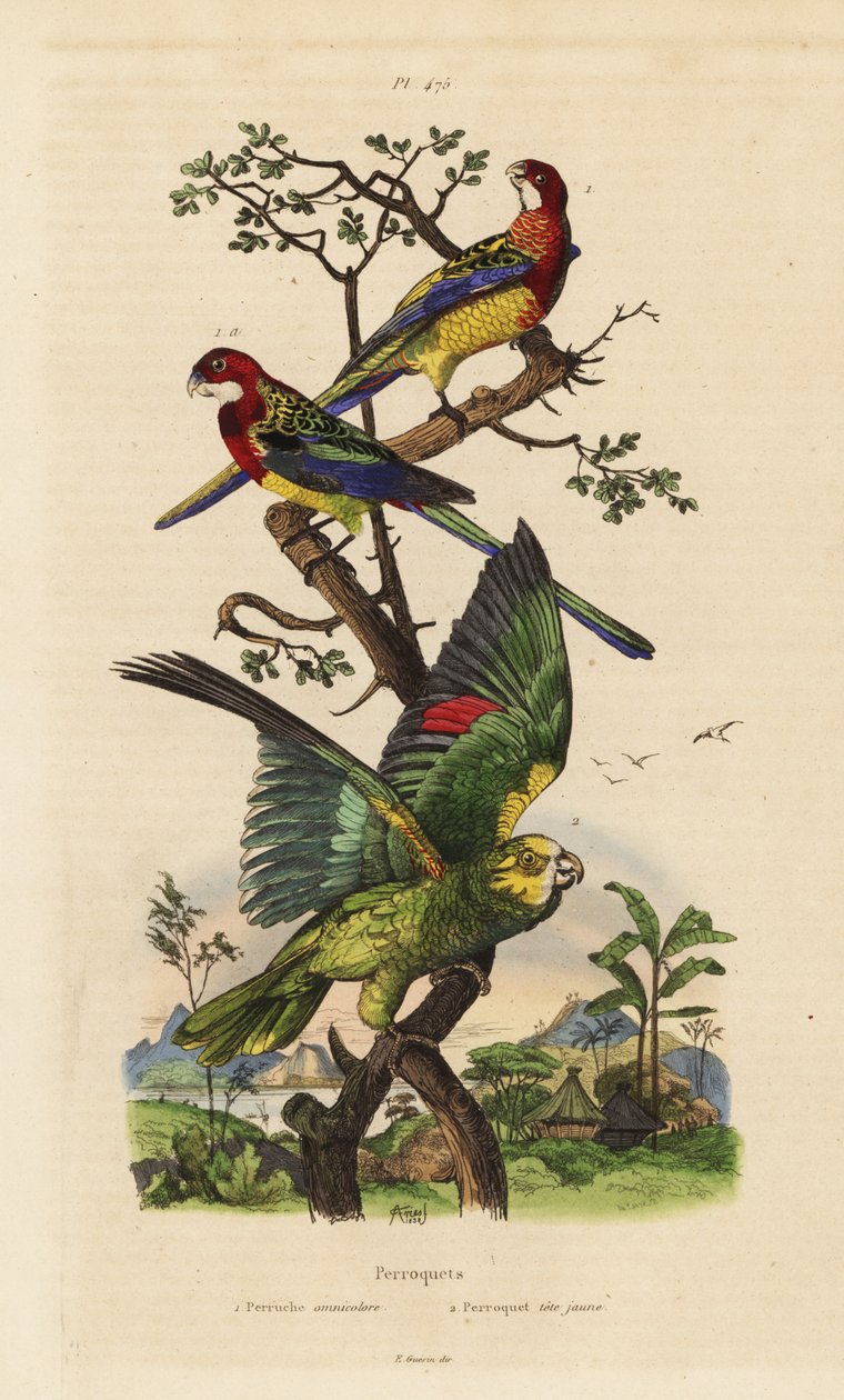 Keleti rosella, Platycercus vizsgák és sárga koronás amazon, Amazona ochrocephala alkotó: Unbekannt