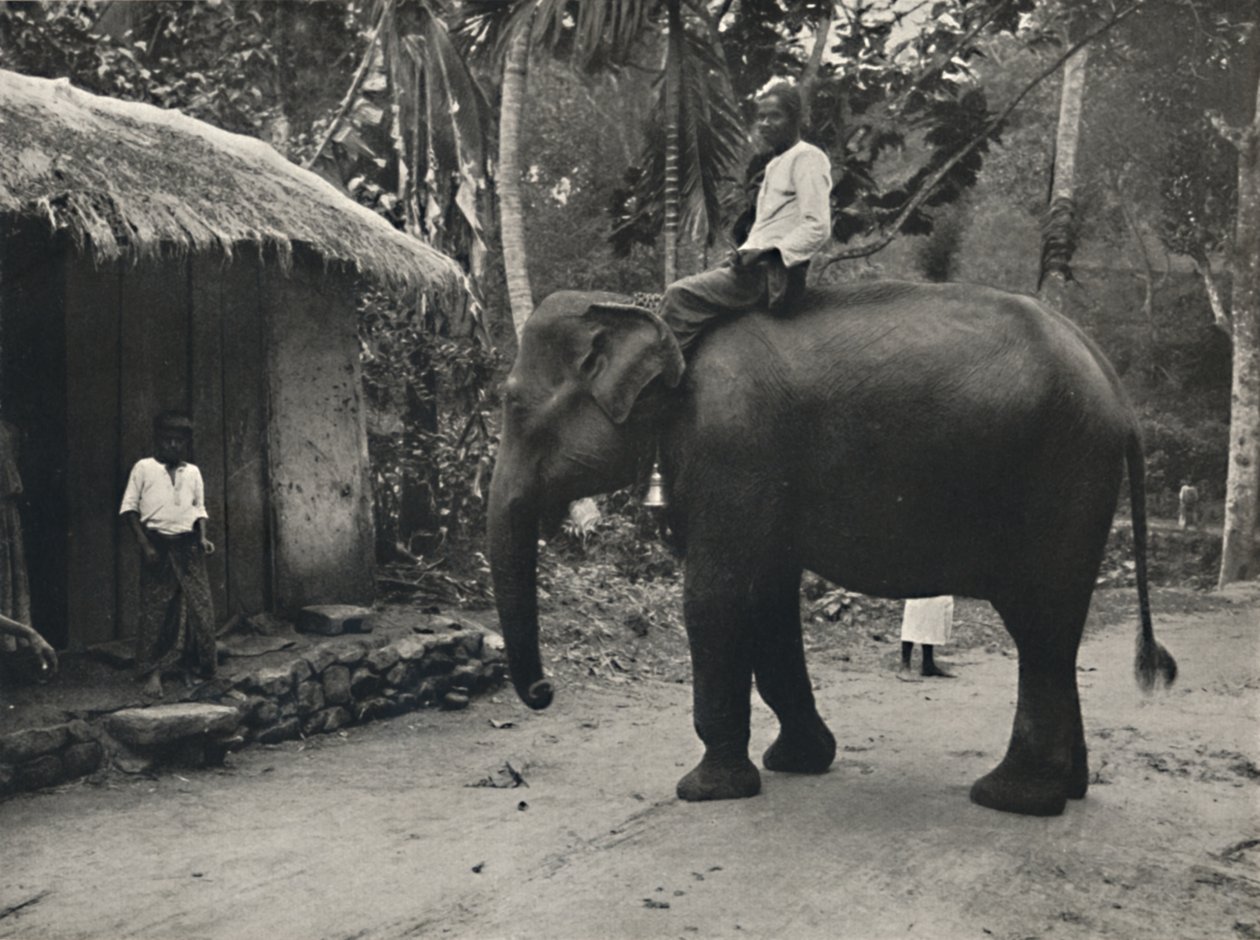 Elefánt egy ösvényen Kandy mellett, 1926 alkotó: Unbekannt