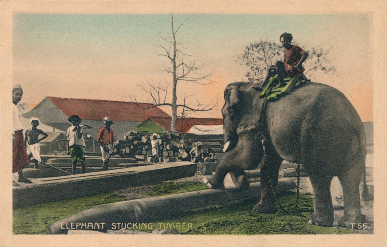 Elephant Stucking Timber, c1900 alkotó: Unbekannt