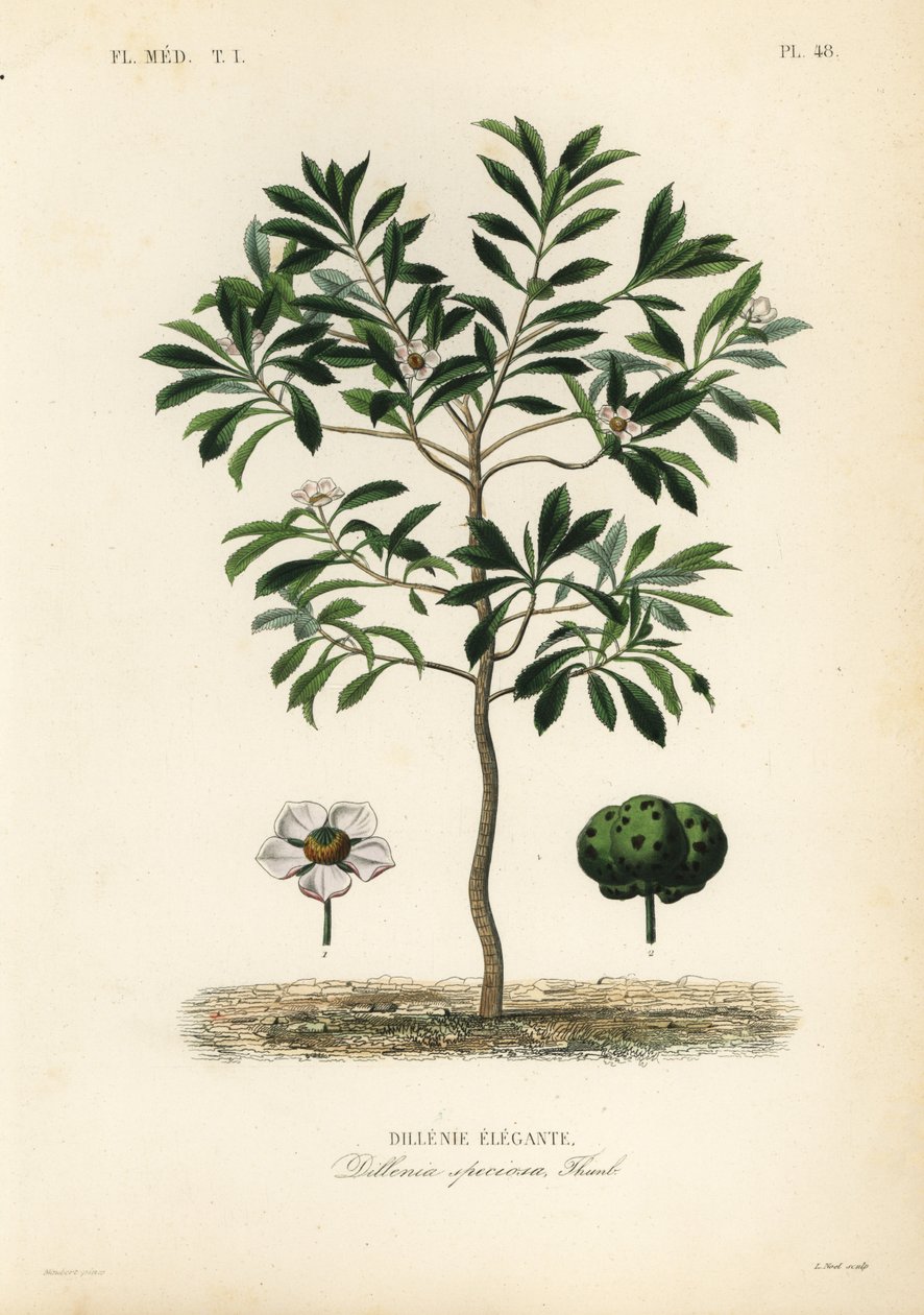 Elefánt alma vagy chulta, Dillenia indica, Dillenia speciosa, Dillenie elegante alkotó: Unbekannt