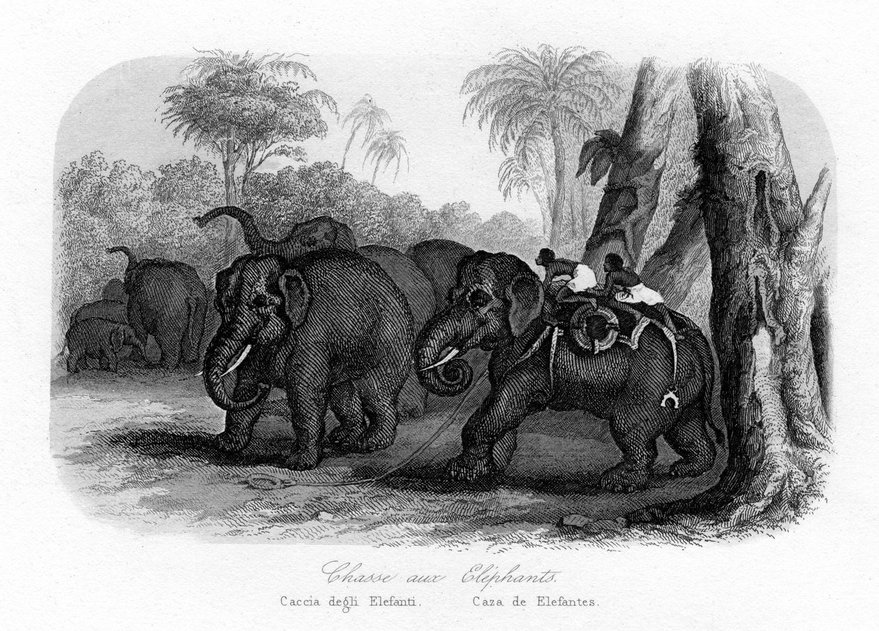Elefántvadászat, India, 1840 alkotó: Unbekannt