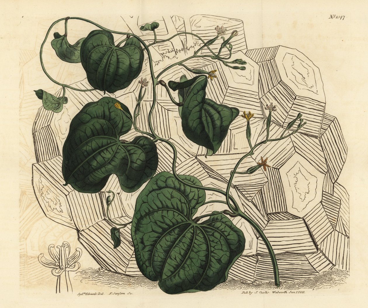 Elefántláb, Dioscorea elephantipes (nőstény köpeny bryony, Tamus elephantipes faemina) alkotó: Unbekannt