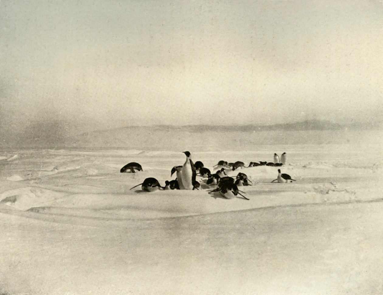 Császár szánkózása, c 1908, 1909 alkotó: Unbekannt