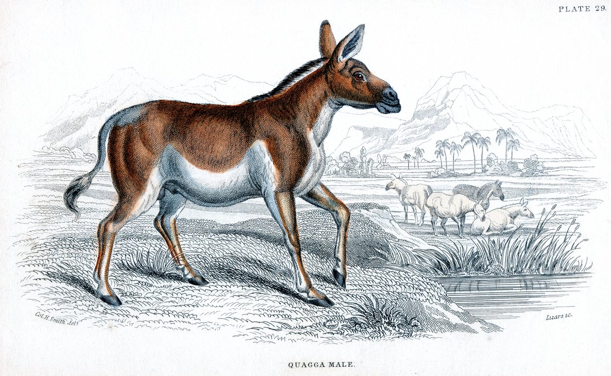 Quagga metszet, c1830 alkotó: Unbekannt