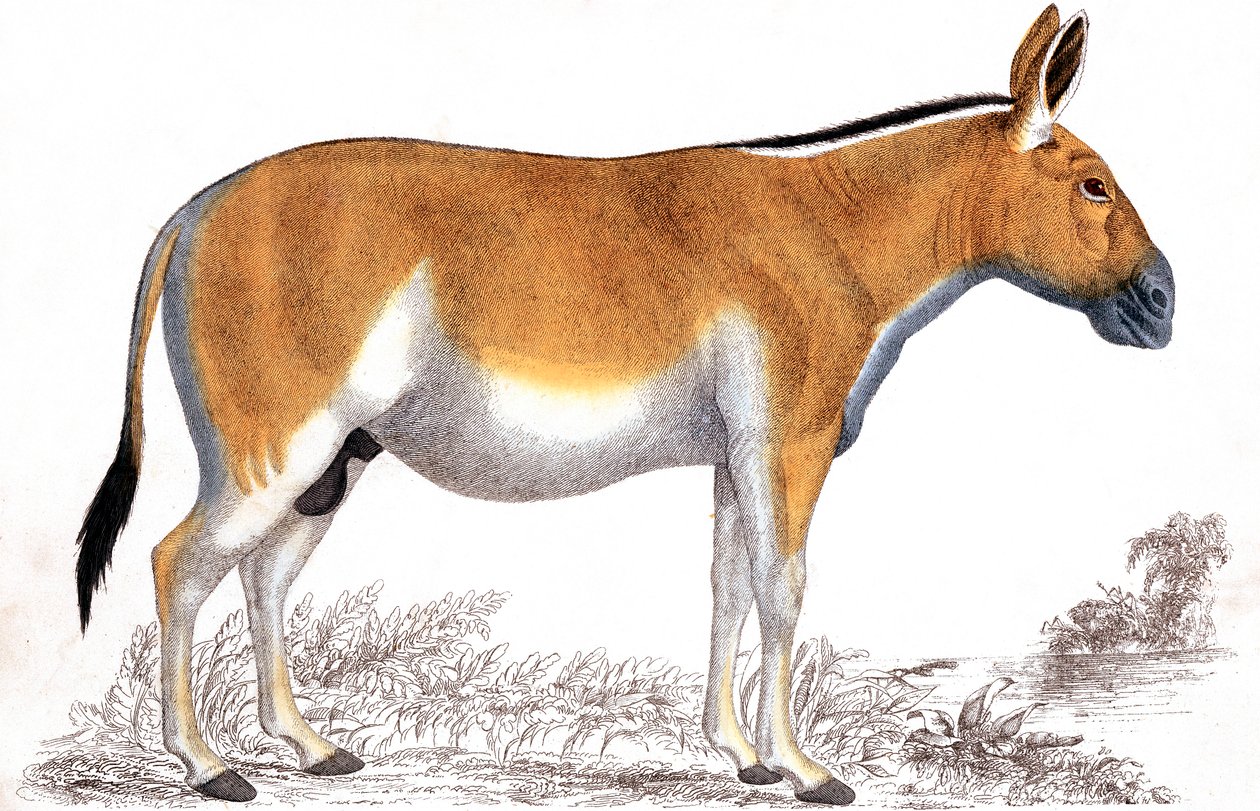 Quagga metszet, c1860 alkotó: Unbekannt