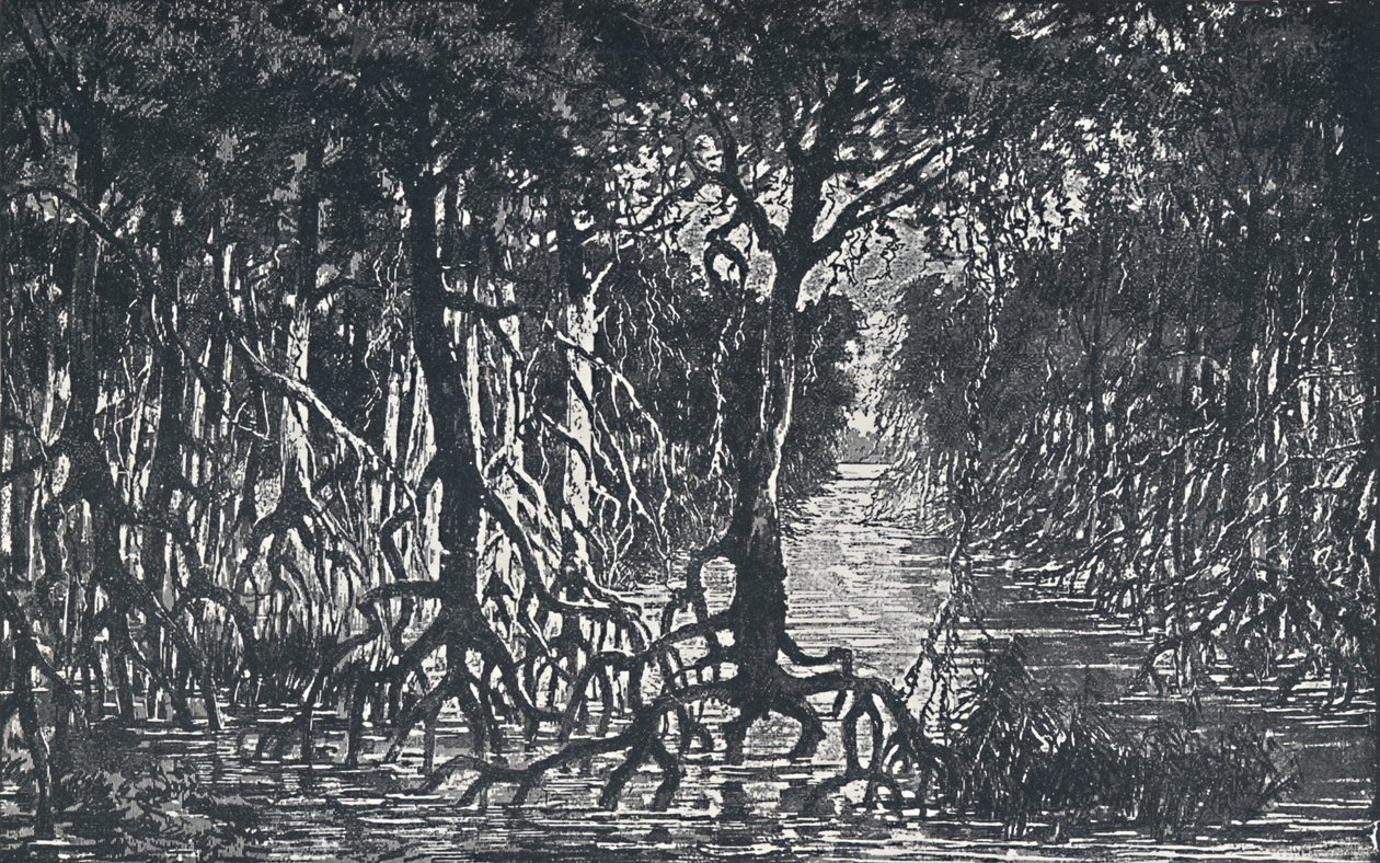 Egyenlítői afrikai erdő, 1924 alkotó: Unbekannt