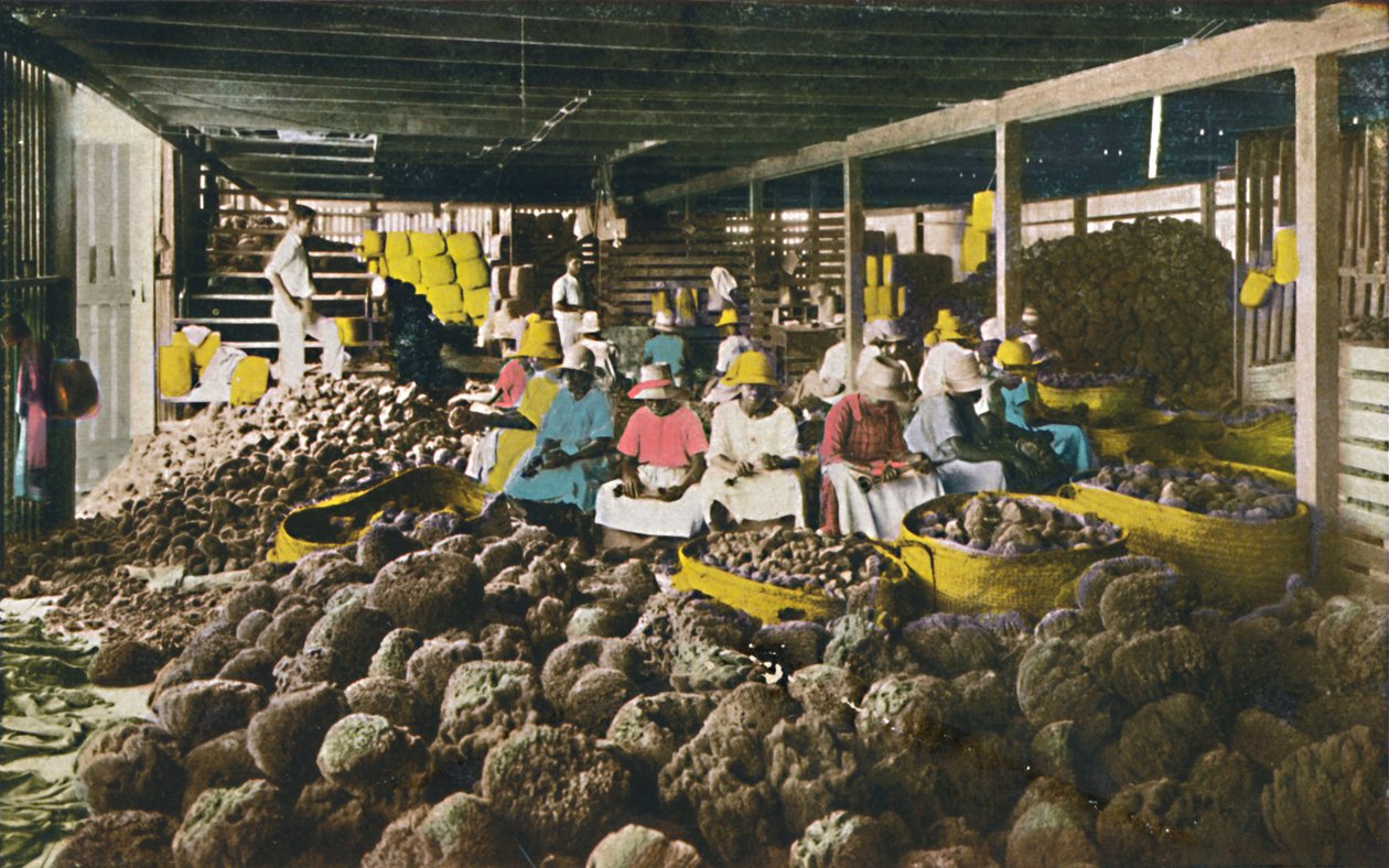 Esfakis – Szivacscsomagoló Ház – Nassau, Bahamák, 1930-as évek. alkotó: Unbekannt