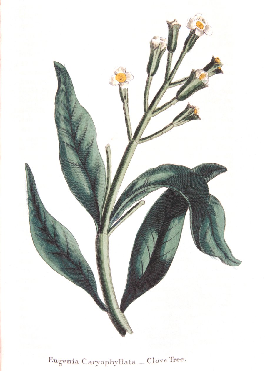 Eugenia caryophyllata - szegfűszeg, 1823 alkotó: Unbekannt
