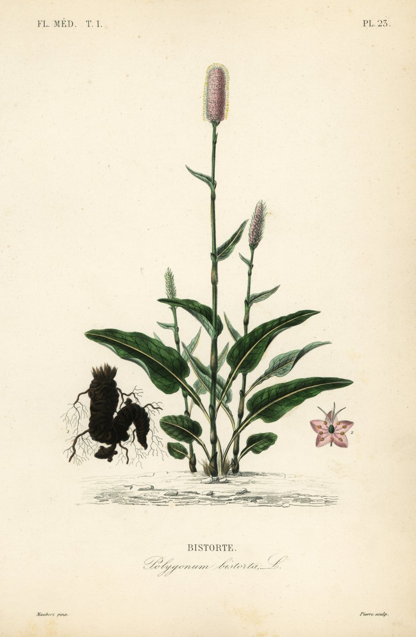 Európai bistorta vagy kígyógyökér, Persicaria bistorta, Polygonum bistorta, Bistorte alkotó: Unbekannt