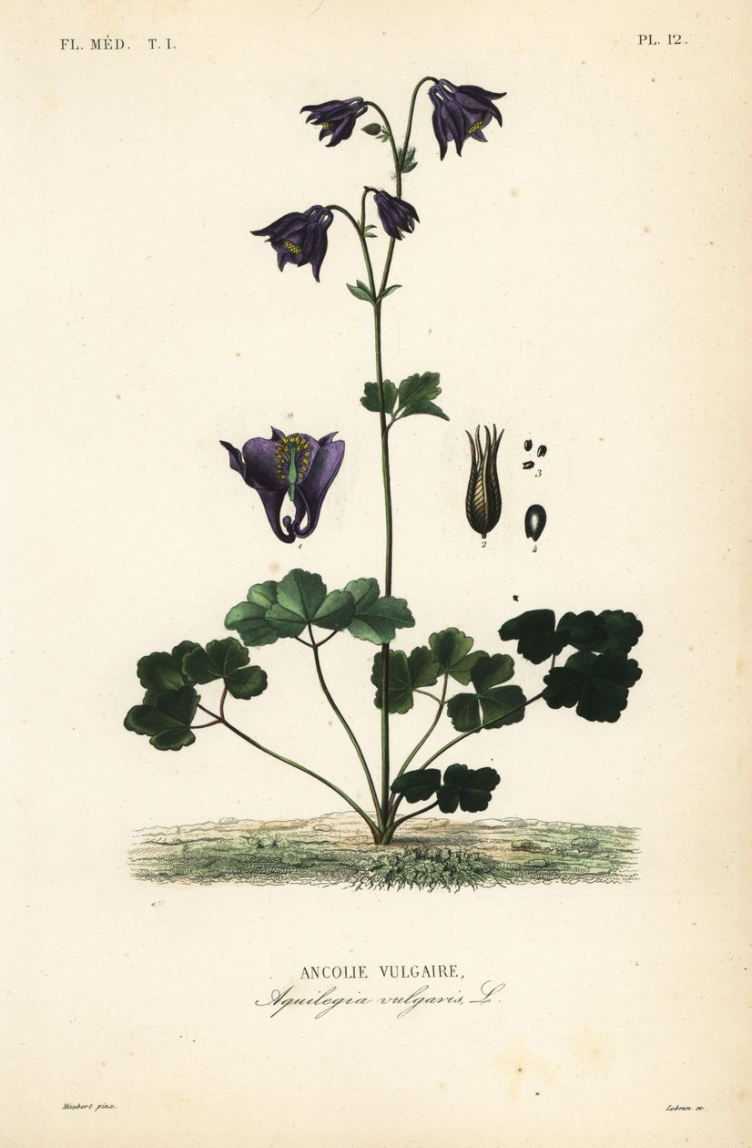 Európai columbine, Aquilegia vulgaris, Ancolie vulgaire alkotó: Unbekannt