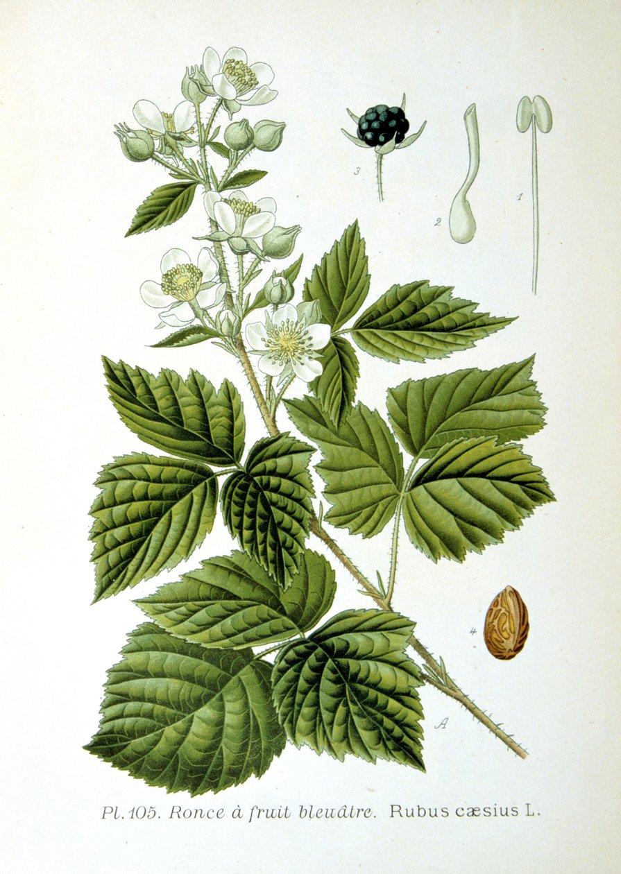 Európai harmatfű, 1893 alkotó: Unbekannt