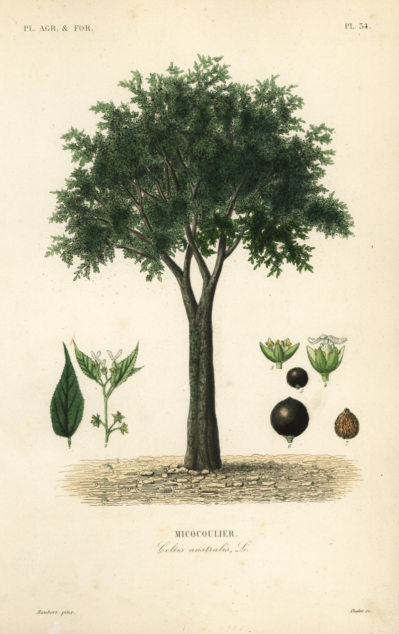 Európai csalánfa, mediterrán hackberry, lotefa vagy mézbogyó, Celtis australis, micocoulier alkotó: Unbekannt