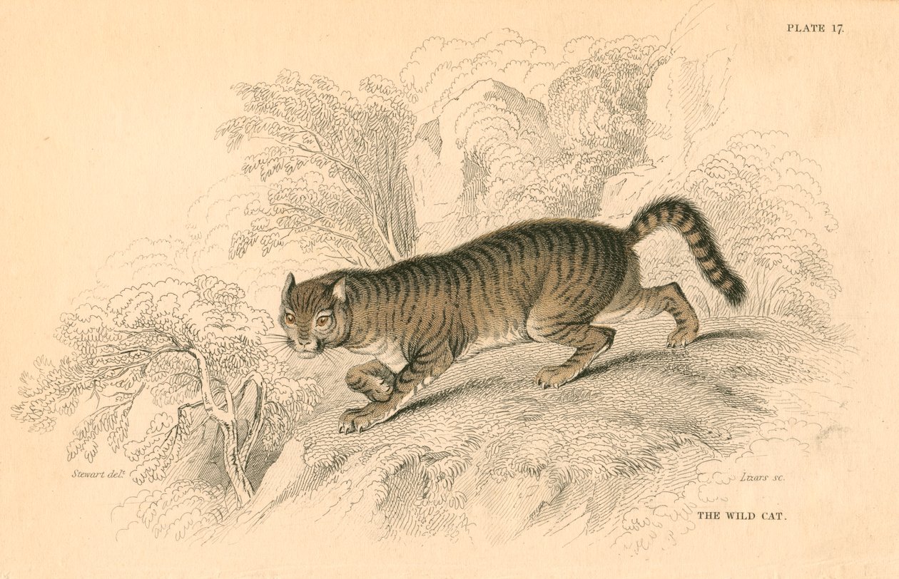 Európai vadmacska Felis silvestris, 1828 alkotó: Unbekannt