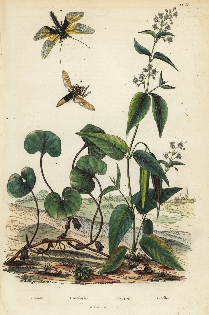 Európai vadon élő gyömbér, Asarum europaeum 1, Libelloides longicornis, Ascalaphus longicornis 2, selyemfű, Asclepias syriaca 3 és hornet robberfly, Asilus hornet alkotó: Unbekannt