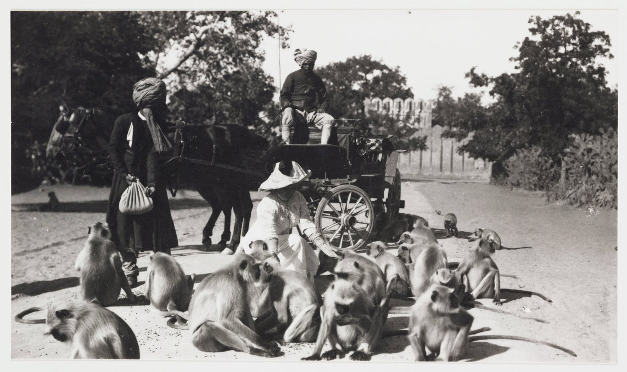 Európai nő egy csapat majmot etet, India, 1910 körül alkotó: Unbekannt