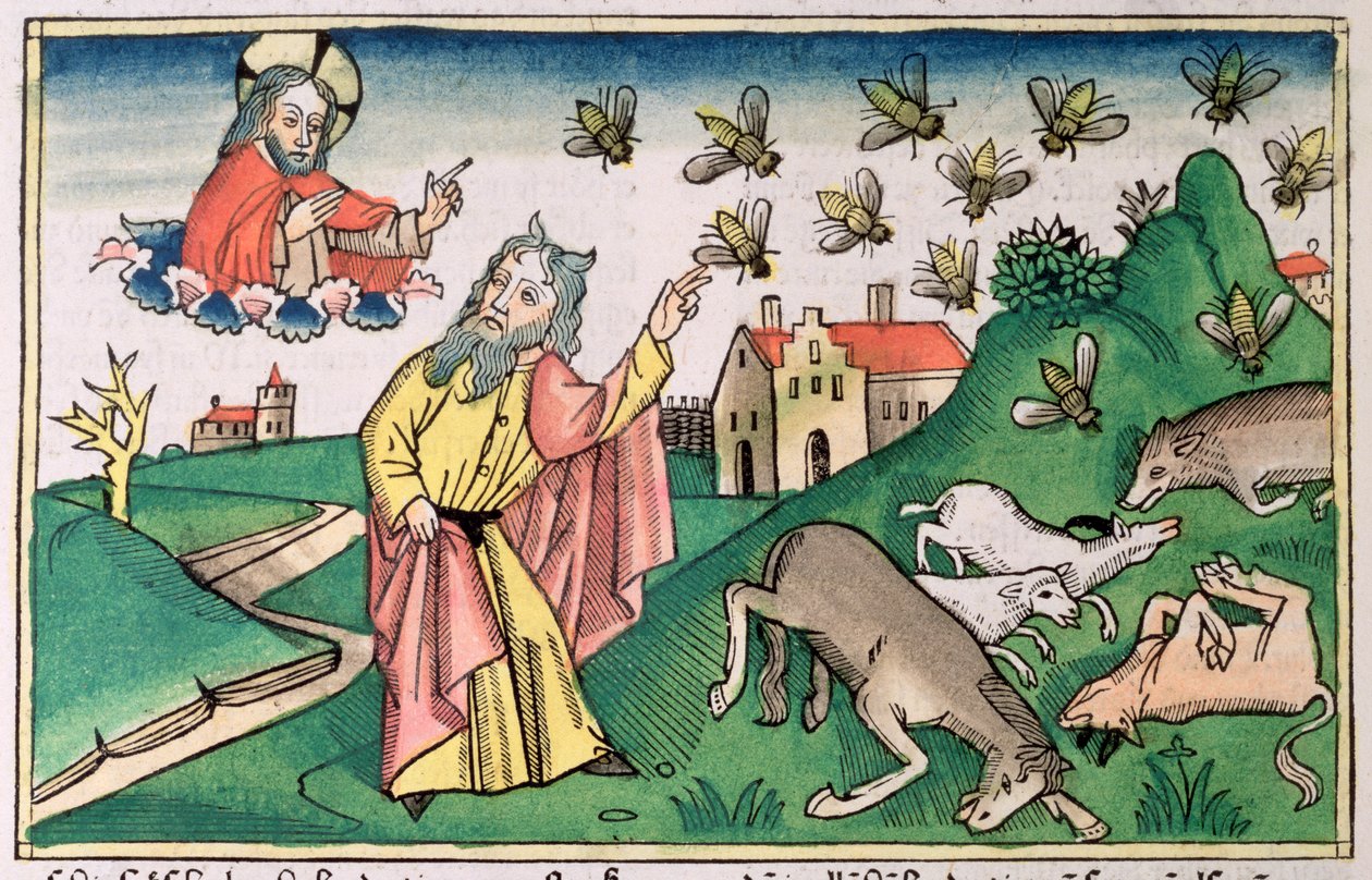 2Móz 8:20-32: Mózes és a légyraj, Egyiptom hét csapásának egyike alkotó: Unbekannt