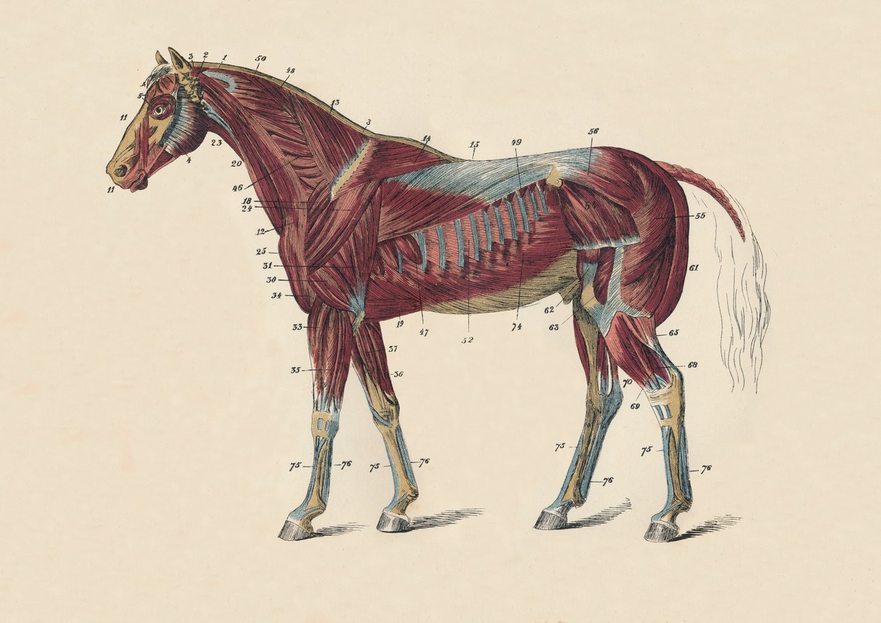 A lótest külső izmai és inai, c1879. alkotó: Unbekannt