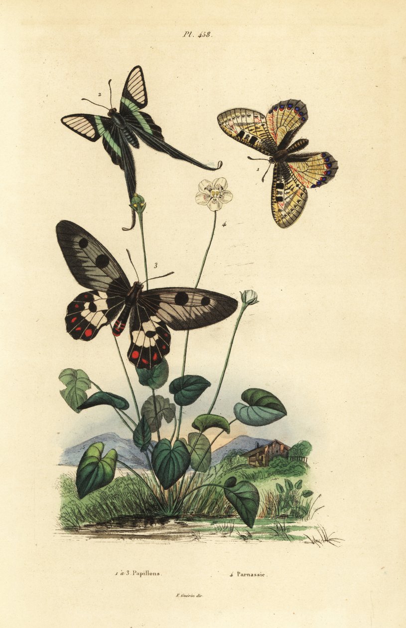 Hamis apollo, Archon apollinus 1, fehér sárkányfarkú, Lamproptera curius 2 és tiszta fecskefarkú, Cressida cressida 3, parnasszus fű, Parnassia palustris alkotó: Unbekannt