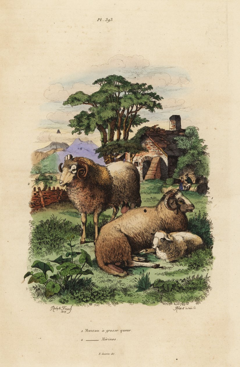 Kövérfarkú juh, Ovis aries 1, és merinó juh, Ovis aries 2 alkotó: Unbekannt