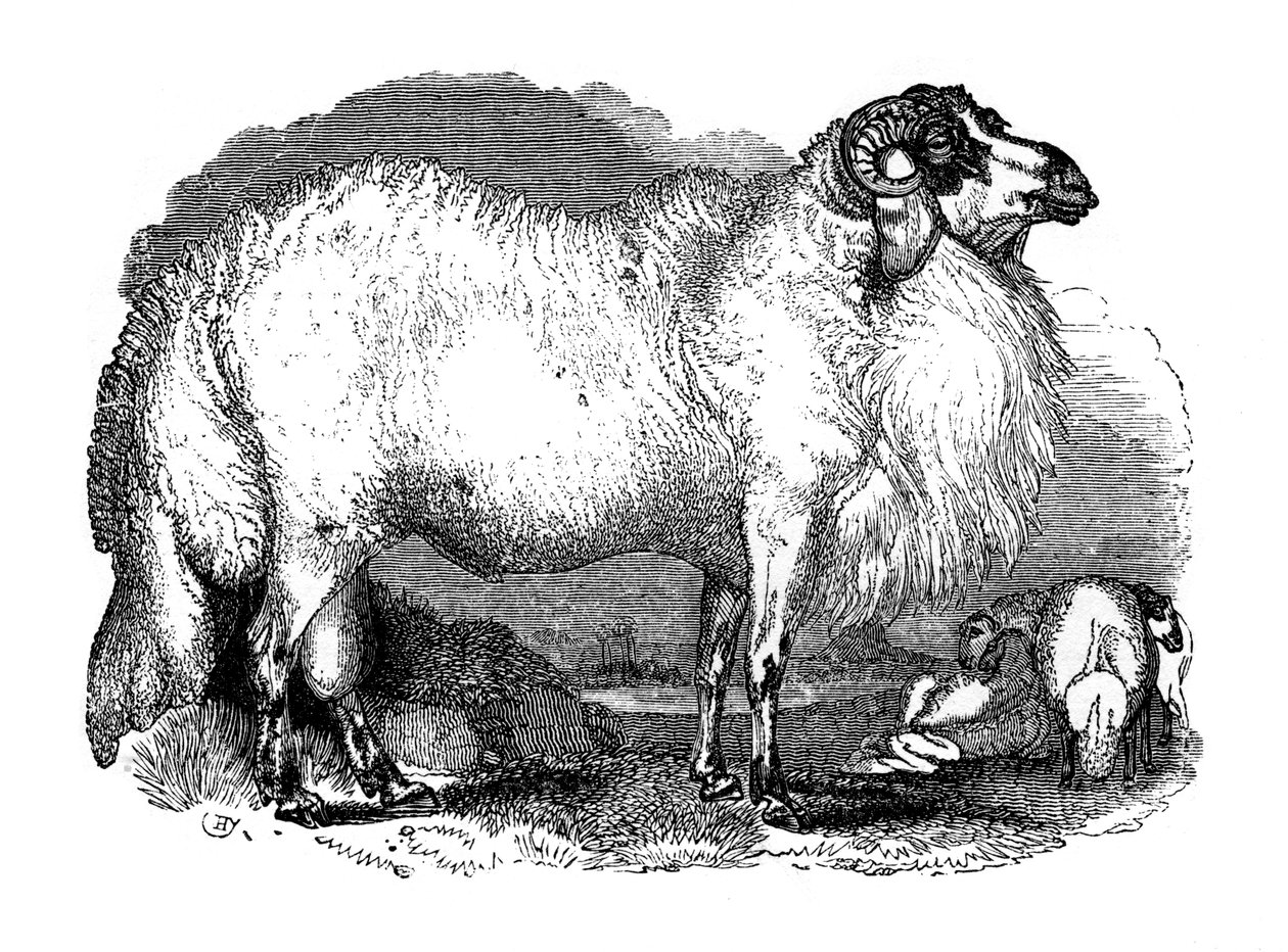Szíria kövérfarkú báránya, 1848 alkotó: Unbekannt