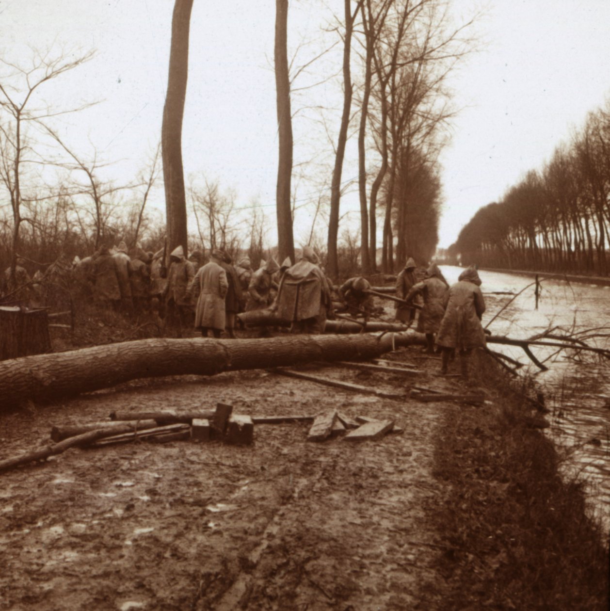 Fák kivágása, Noyon, Észak-Franciaország, c1914-c1918 alkotó: Unbekannt