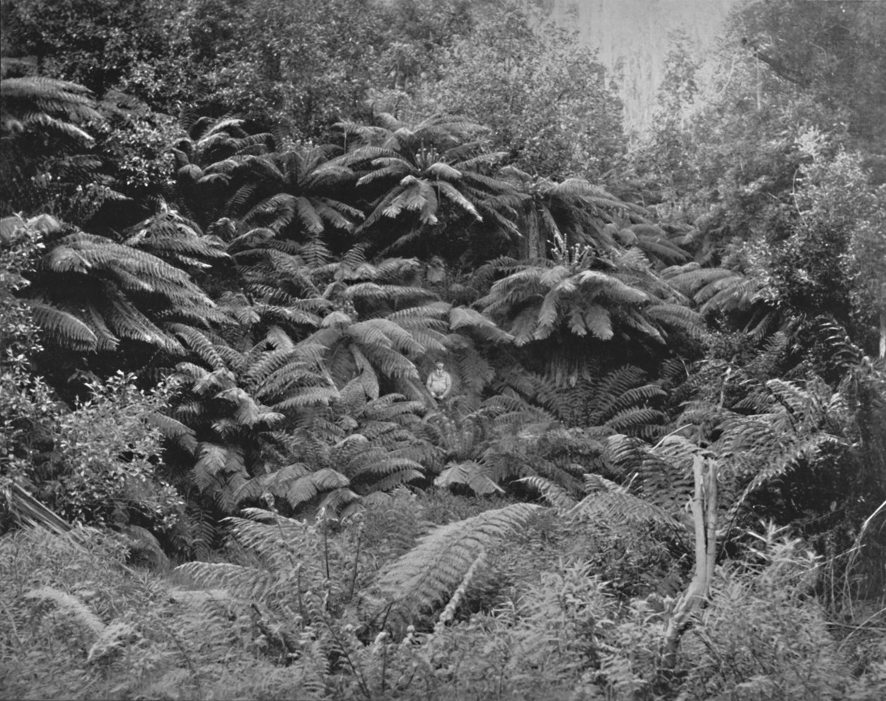 Fern-Tree Valley, Mount Wellington alatt, 19. század alkotó: Unbekannt