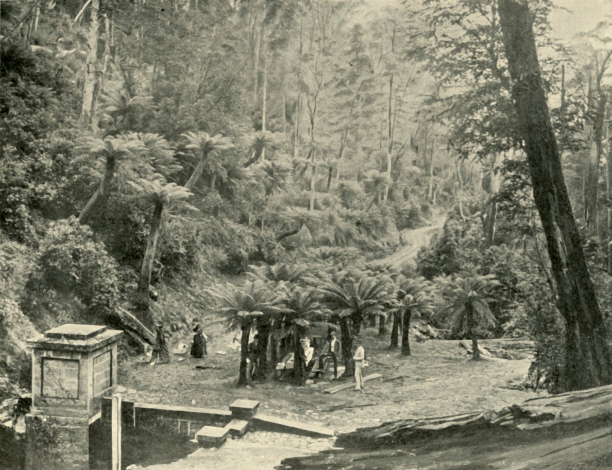 Fern Tree Bower and Track, Mount Wellington, 1901. alkotó: Unbekannt