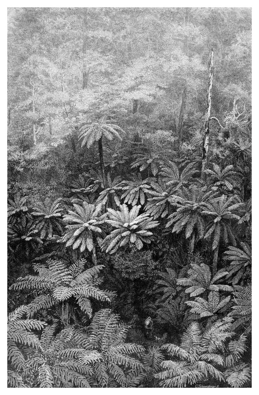 Fern Tree Gully, Ausztrália, 1886 alkotó: Unbekannt
