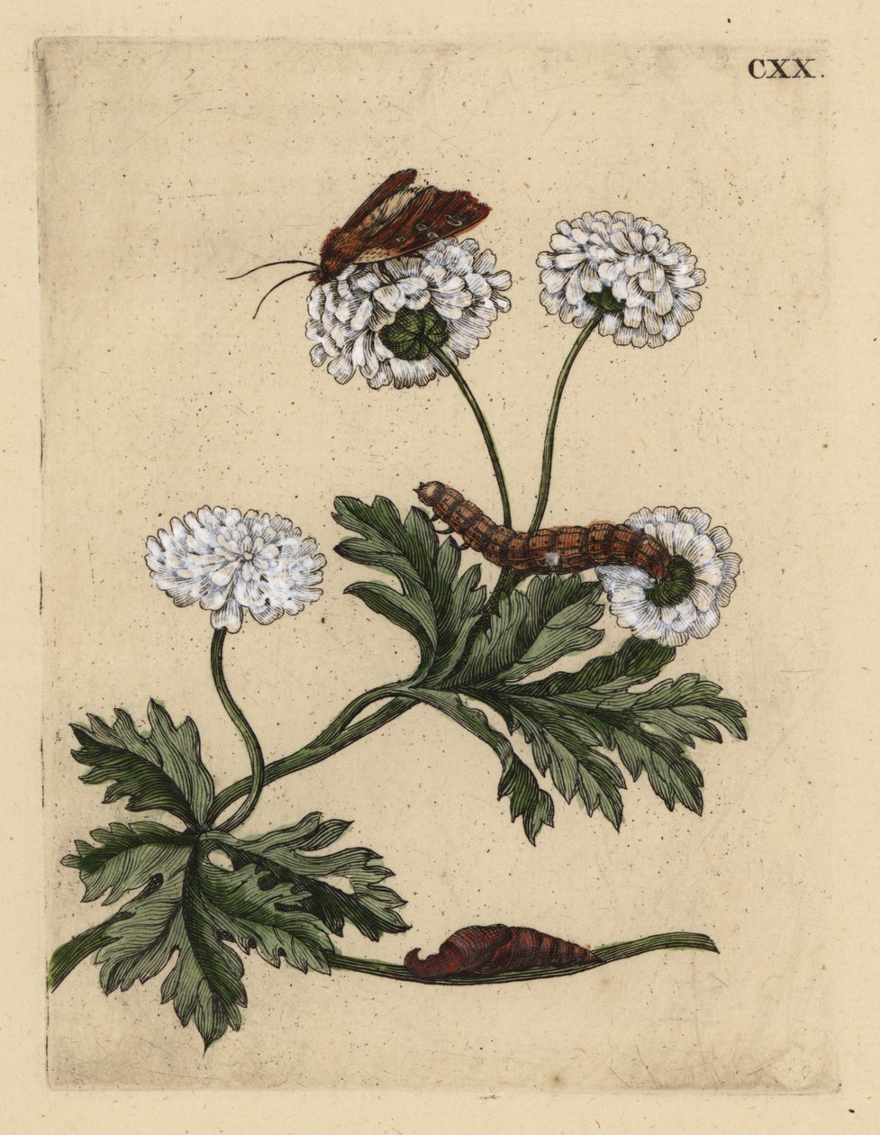 Lázasfű, Tanacetum parthenium, lepkével, hernyóval és bábokkal, CXX alkotó: Unbekannt