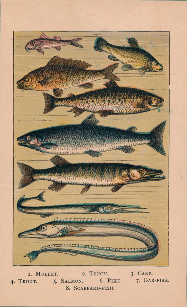 Hal, 1907, 1907 alkotó: Unbekannt