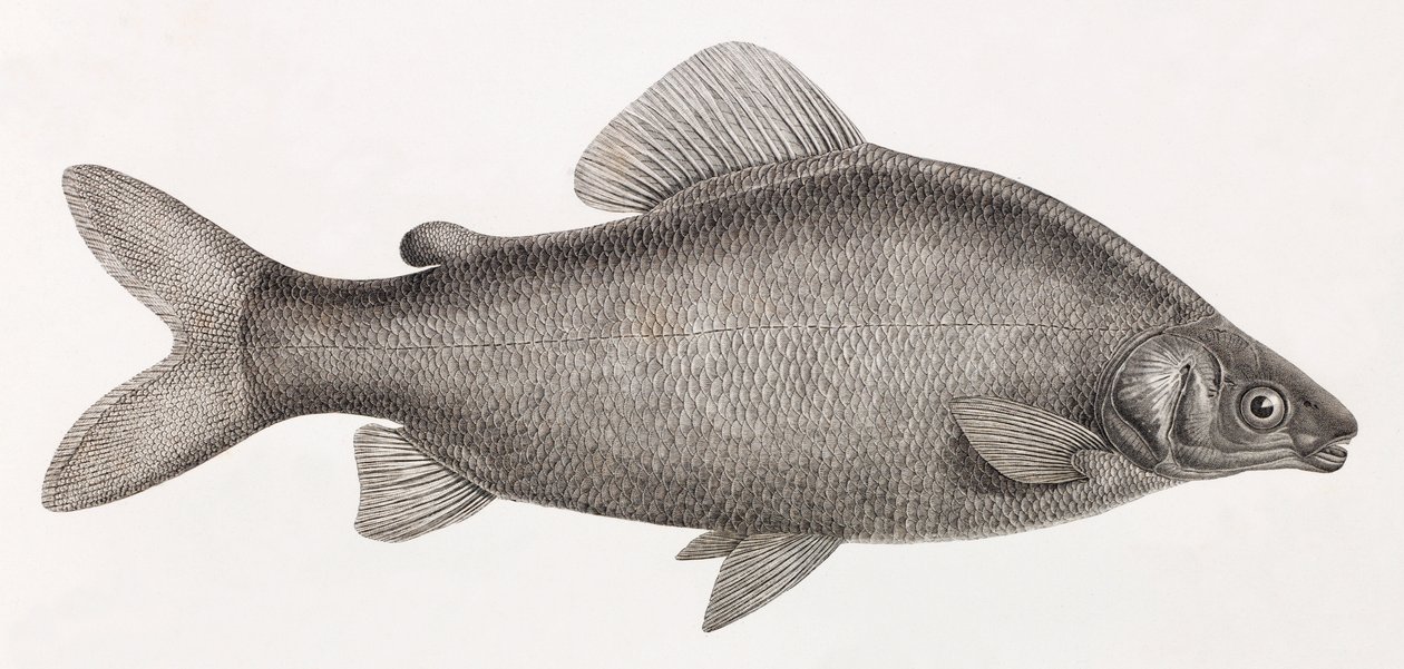 Hal: Le Characin Nefasch alkotó: Unbekannt