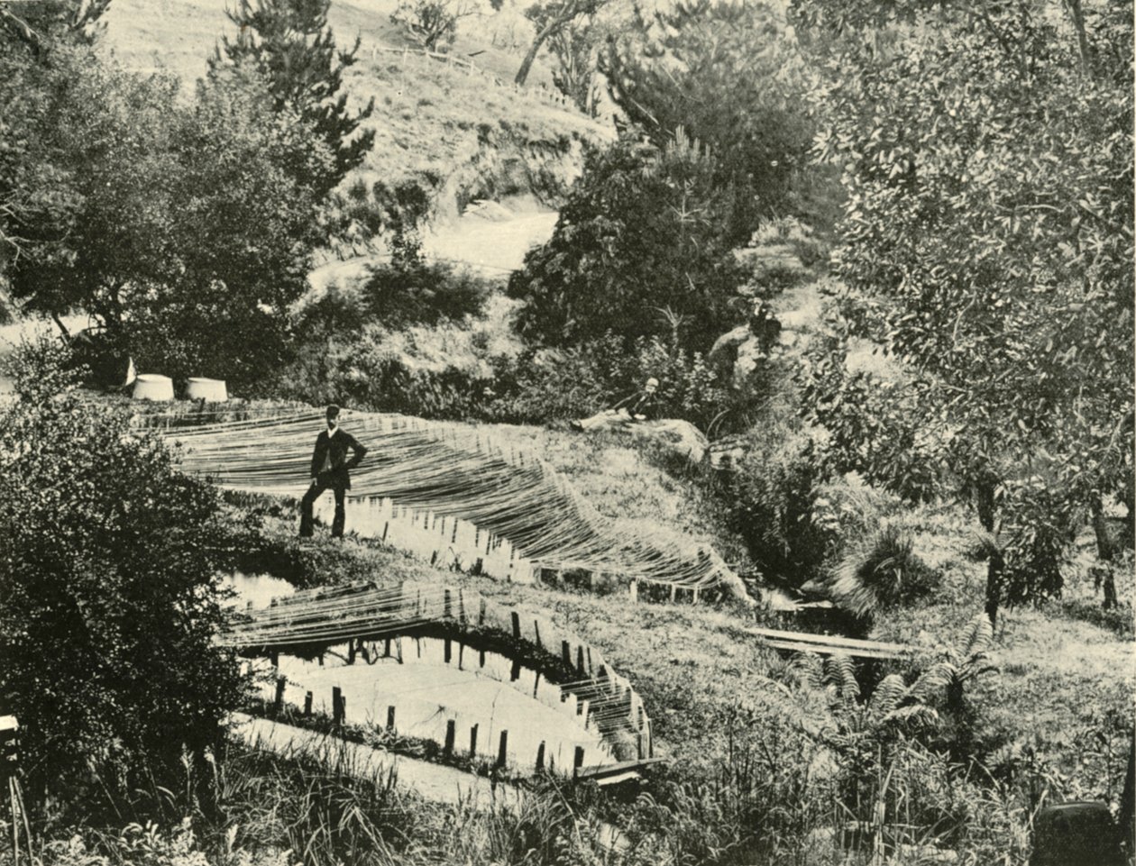 Halastavak, Ercildoune, Ballarat közelében, 1901. alkotó: Unbekannt