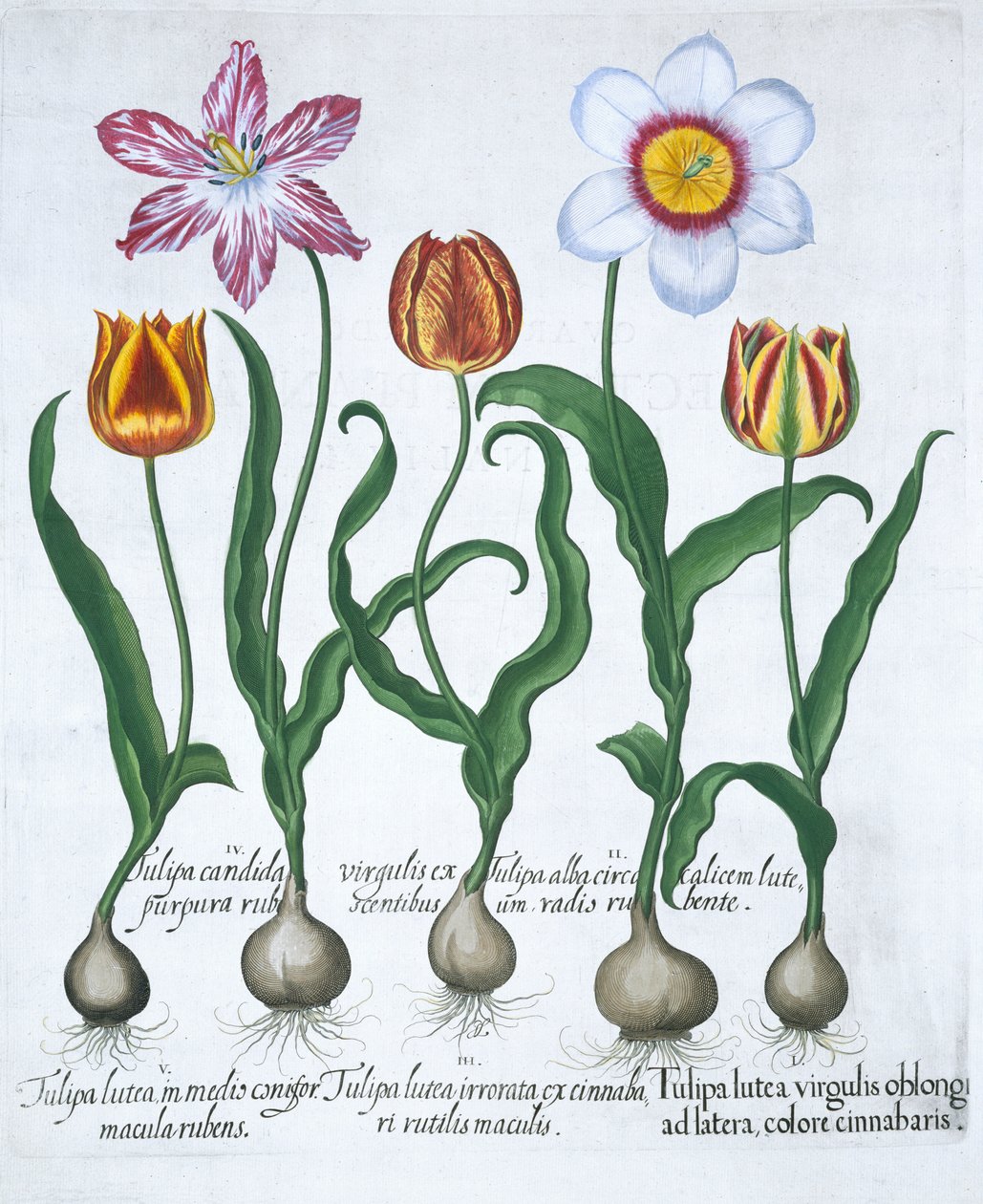 Öt tulipán, 1613 alkotó: Unbekannt