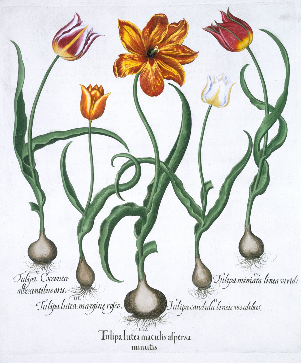 Öt tulipán, 1613 alkotó: Unbekannt