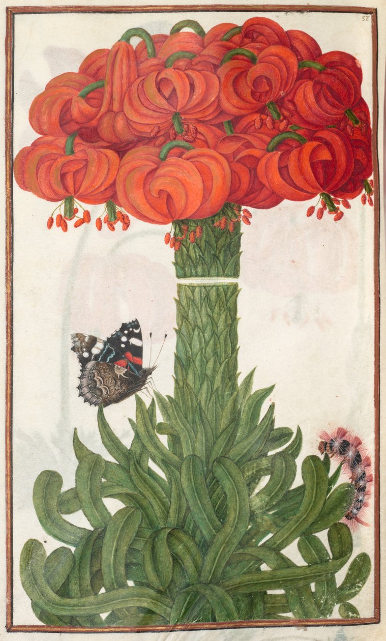 Florilegium: 18. oldal, narancssárga liliom csokor, 1608. alkotó: Unbekannt