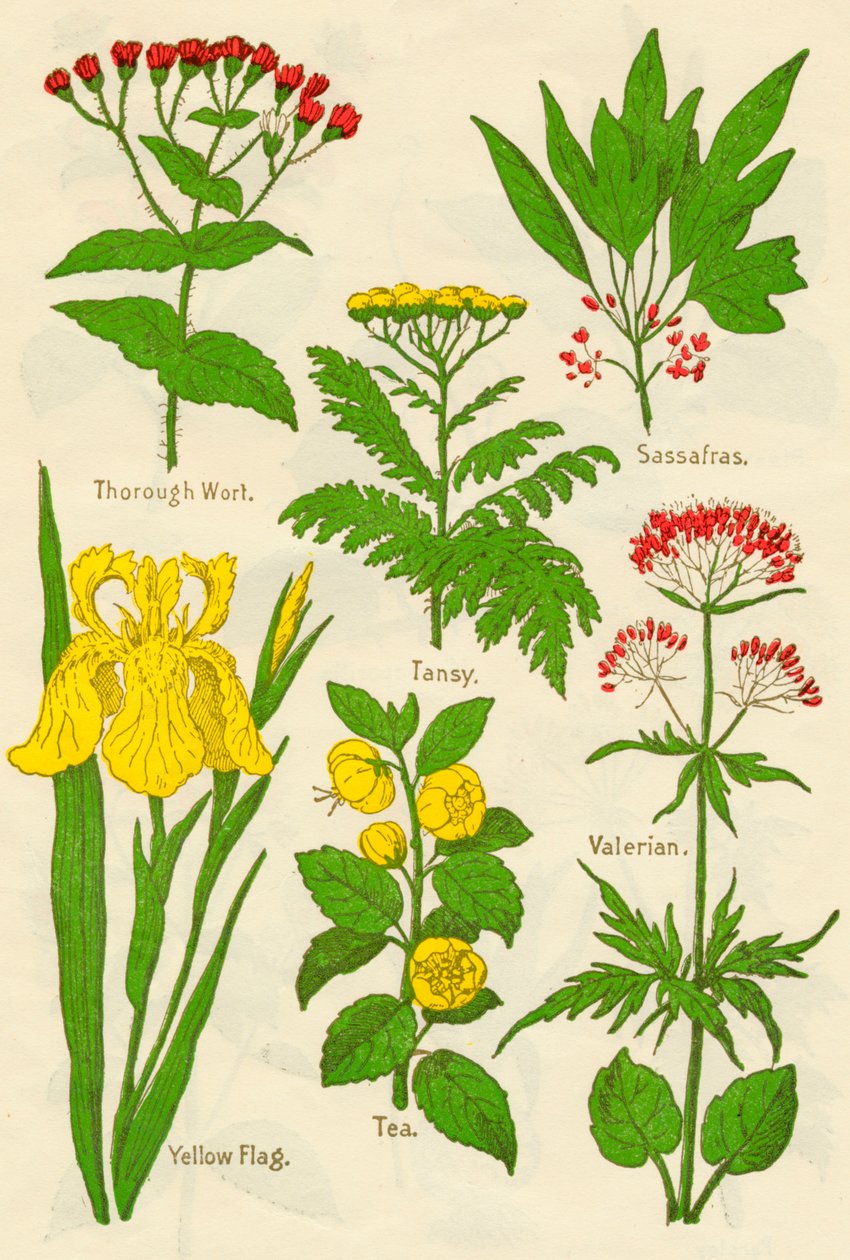 Virágok: Thorough wort, Tansy, Sassafras, Valerian, Yellow Flag, Tea, Valerian, c1940 alkotó: Unbekannt
