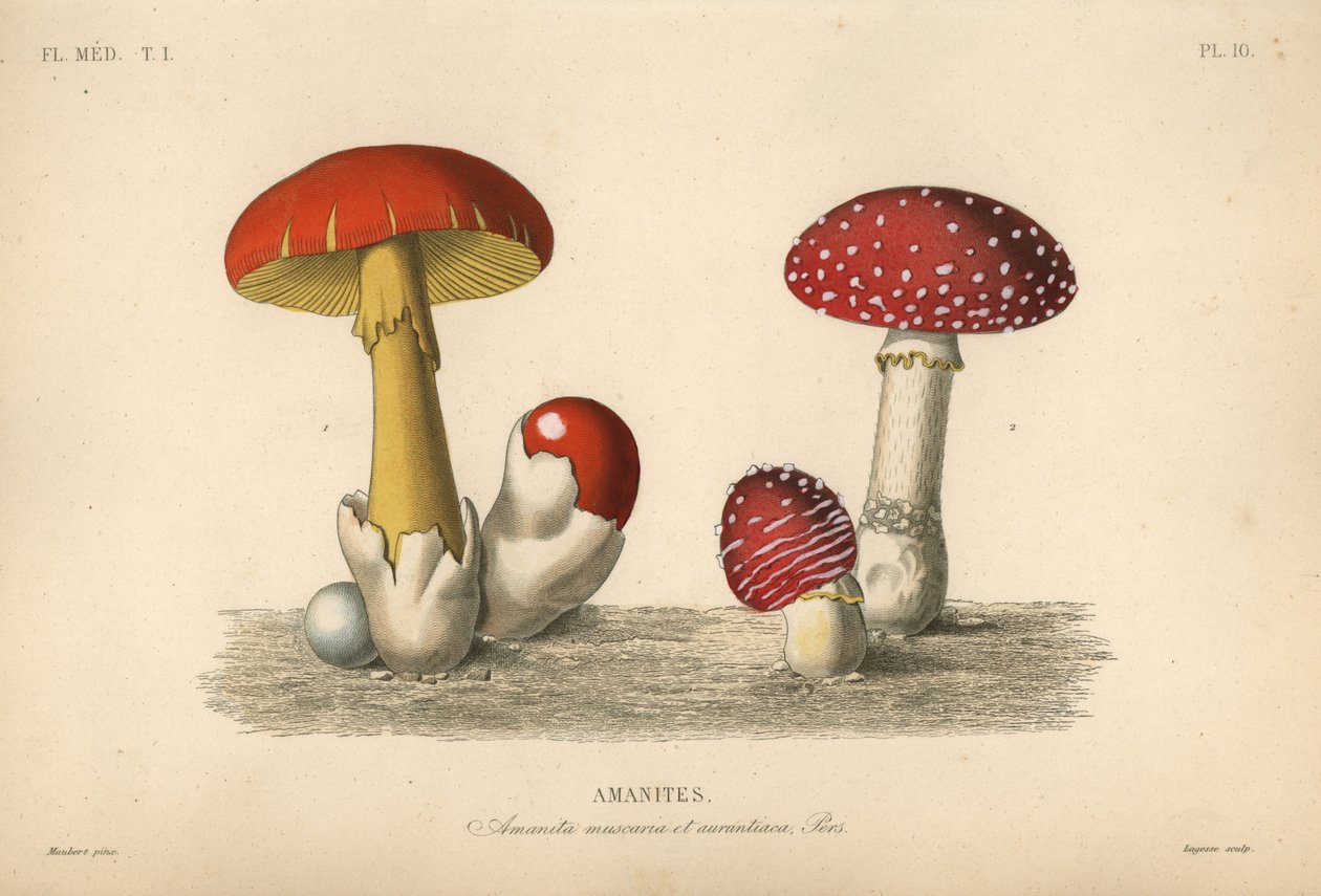 Légyölő galóca gomba, Amanita muscaria, parlagi gomba, Amanita aurantiaca alkotó: Unbekannt