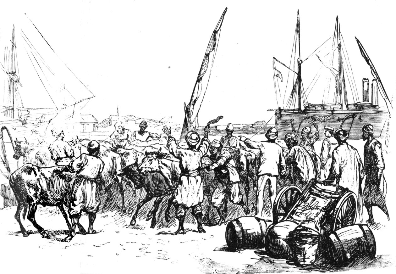 Élelmiszer a csapatoknak: Szarvasmarhák partraszállása Port Saidban, c1882 alkotó: Unbekannt