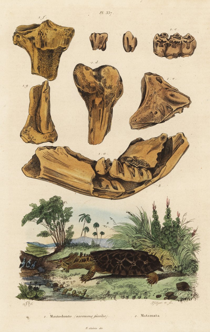 Egy kihalt amerikai mastodon, a Mammut americanum 1 és a mata mata, a Chelus fimbriata 2 fosszilis csontjai alkotó: Unbekannt