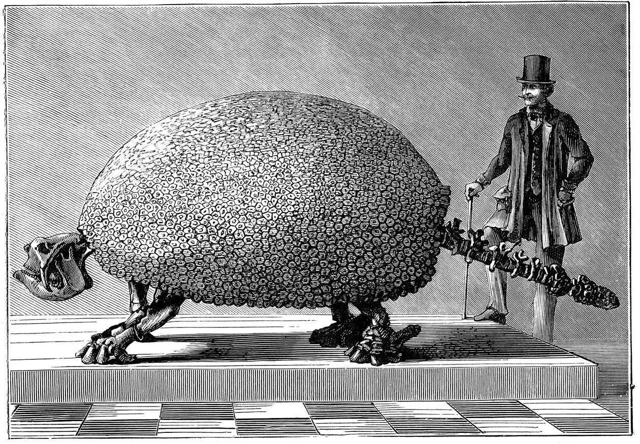 Óriás tatu kövülete Dél-Amerikából, 1890 körül alkotó: Unbekannt