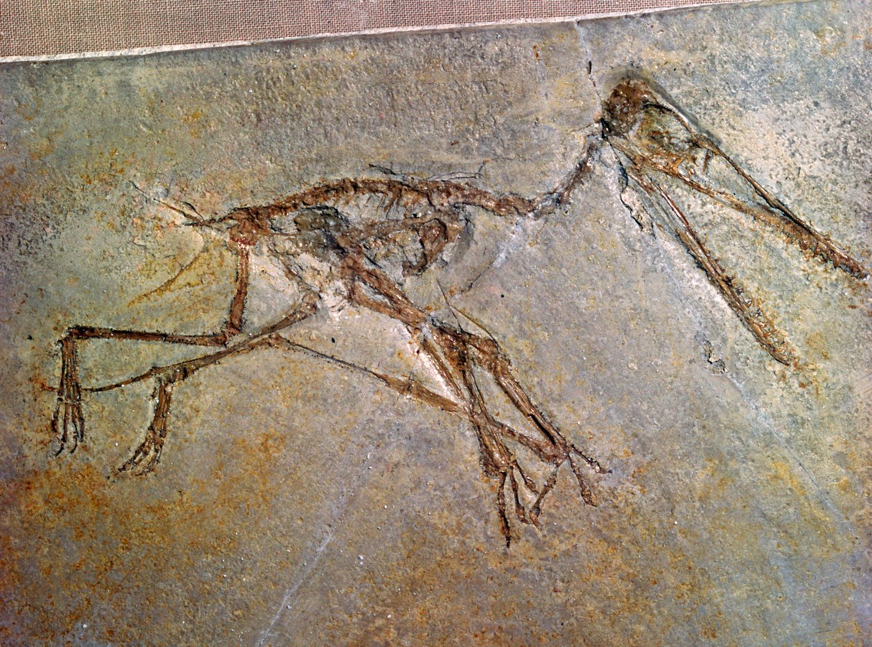 Pterodactyl fosszilis csontváza, a British Museum gyűjteményéből alkotó: Unbekannt