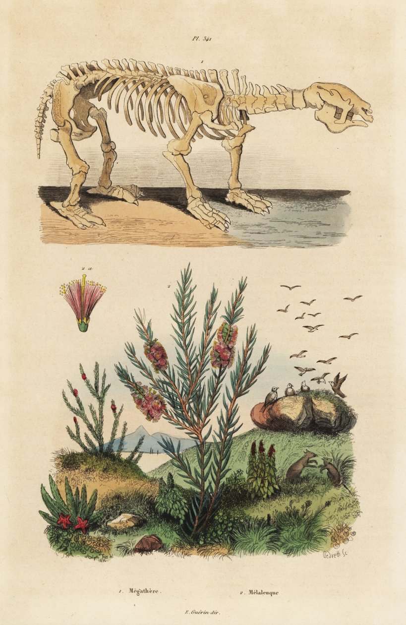 Egy kihalt óriási földi lajhár, Megatherium americanum és teafa- vagy mézmiruszcserje, Melaleuca faj fosszilis csontváza alkotó: Unbekannt