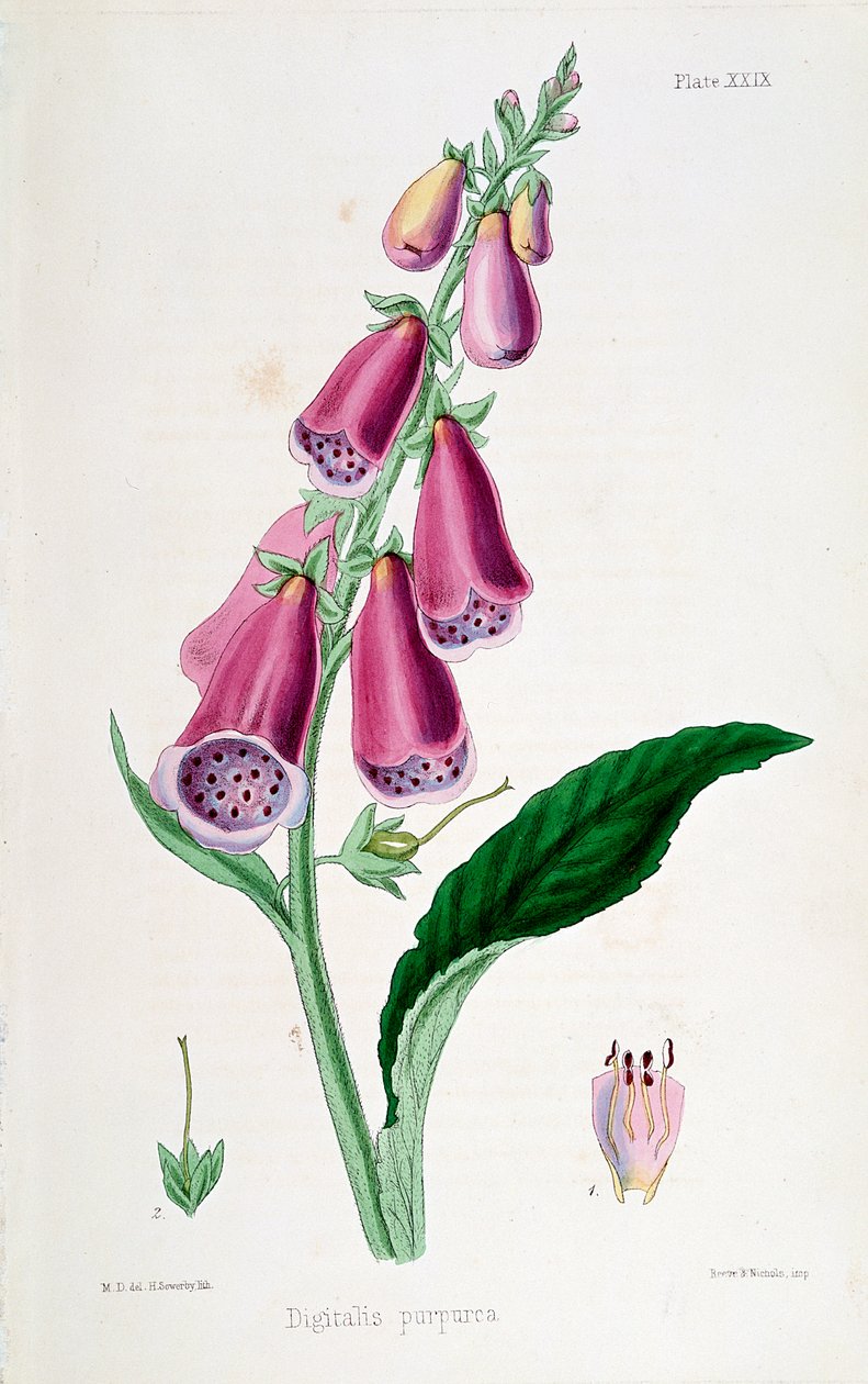 Gyűszűvirág Digitalis purpurea, 19. század. alkotó: Unbekannt