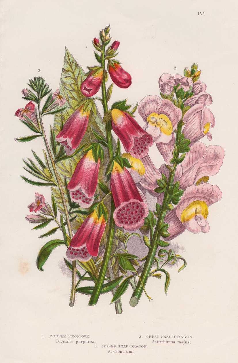 Foxglove Digitalis purpurea központ, c1885. alkotó: Unbekannt