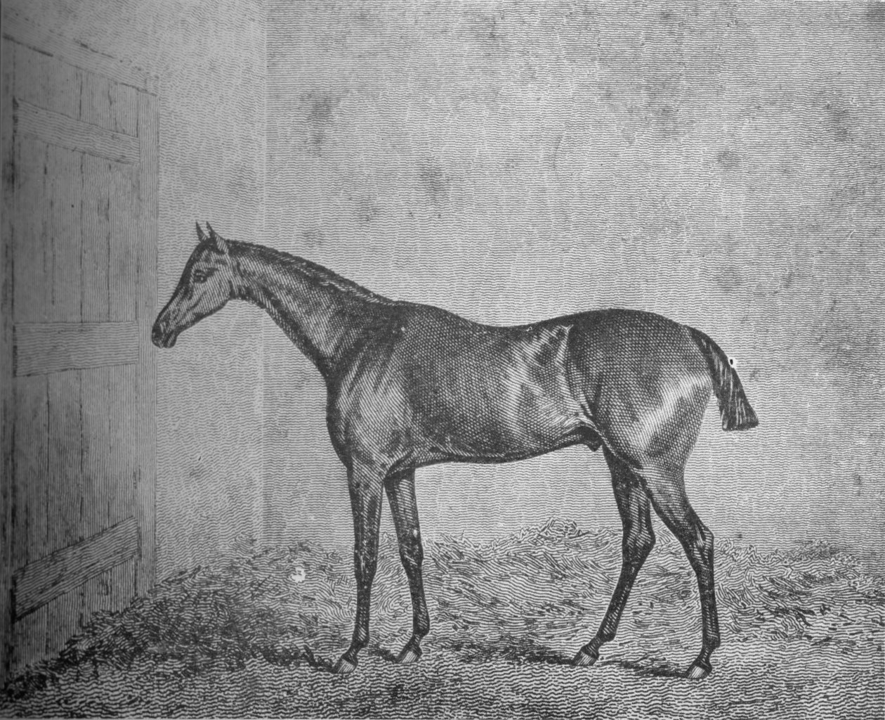 Frigyes, 1826-1837, 1911 alkotó: Unbekannt