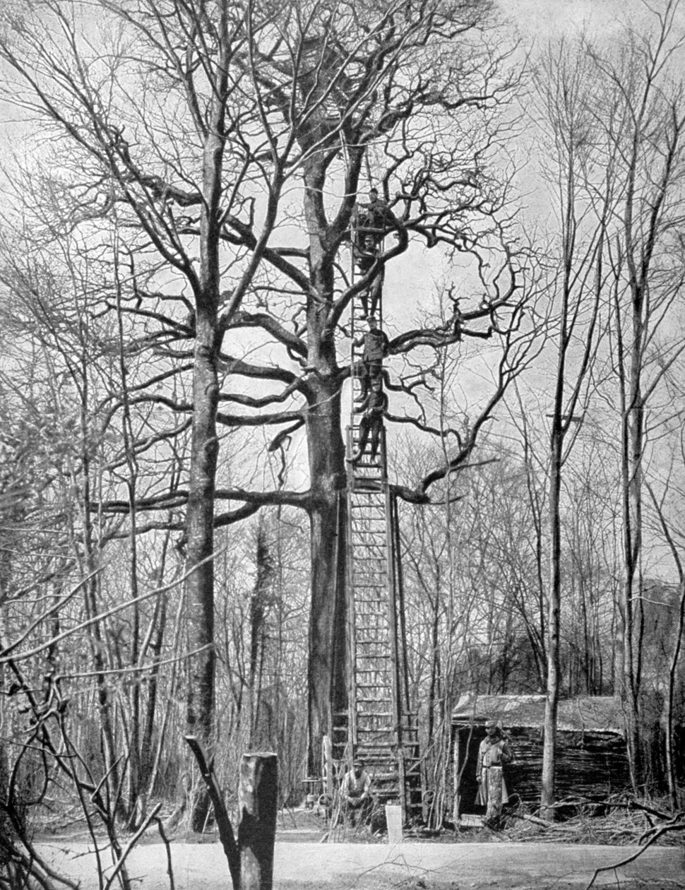 Francia megfigyelőállomás egy fán, Franciaország, I. világháború, 1915 alkotó: Unbekannt