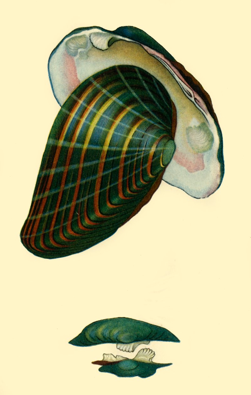 Édesvízi kagyló, 1801, 1946. alkotó: Unbekannt