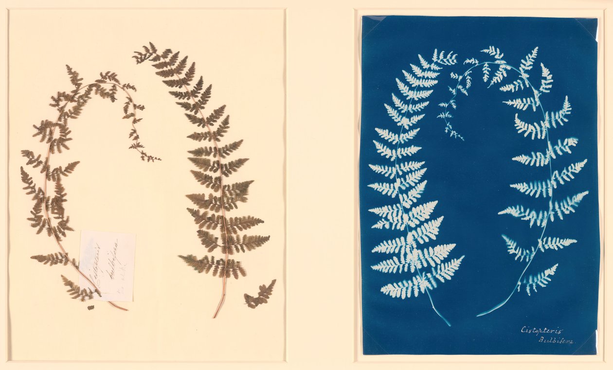 A Hatton Fern Album c. 1850. alkotó: Unbekannt